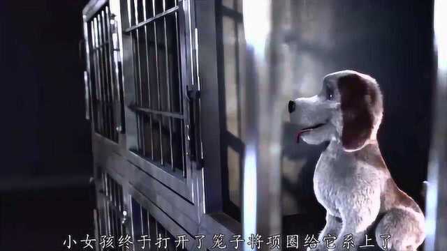 宠物狗如何自我营销,比格犬用棉絮将自己打扮成贵宾犬,被收养