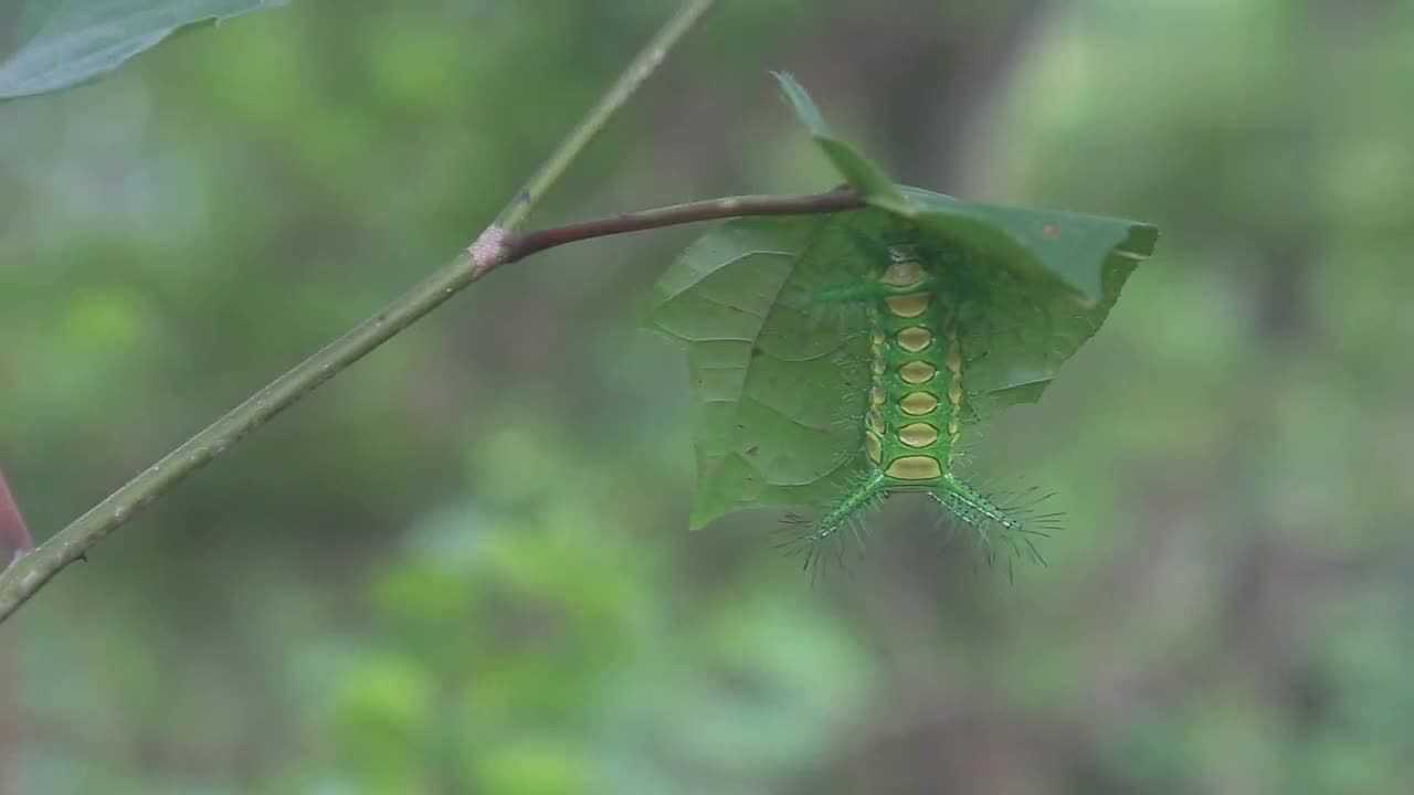 网友实拍四川神兽:八角丁,外形真的超可怕