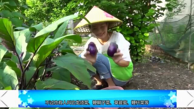 农村随处可见的野草—牛尾菜,农民却看作“宝贝”,补气活血抗癌