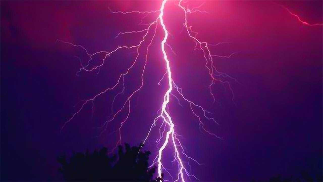 这棵树真是神了被雷劈成两半还能顽强生存活了2000多年