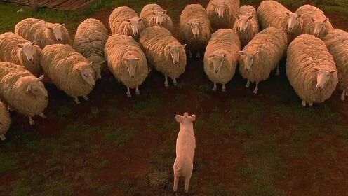 小猪在农场为了活命,克服重重困难,最后成为了一只优秀的牧羊猪_电影