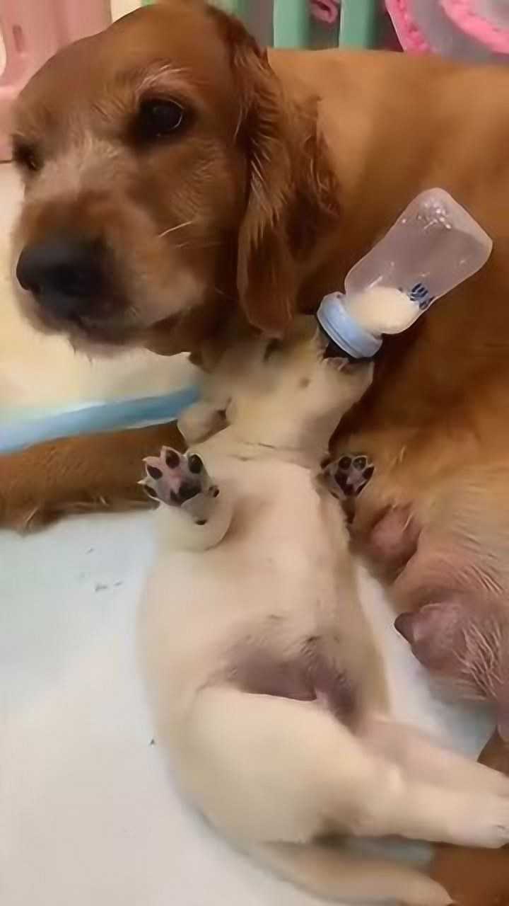 狗狗喝奶奶!好可爱!