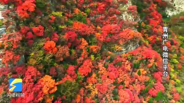 青州西南山区秋日红叶