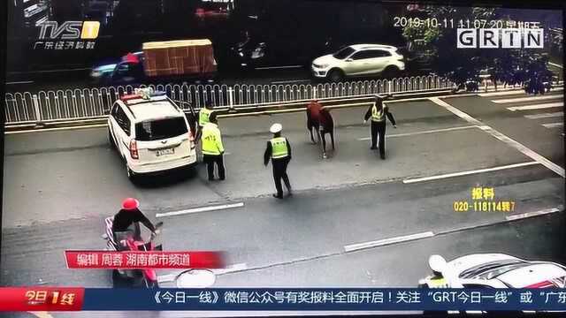 湖南吉首:闹市区突现脱缰马,交警“赶马”