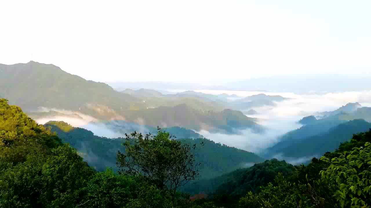 陽春花灘林場雲海