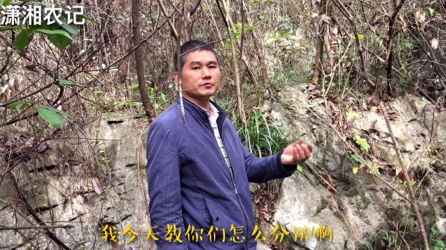 野生兰草和薏草怎么分辨?表面上看都一样,很多新手兰友都不懂