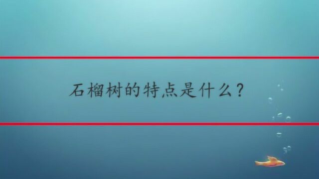 石榴树的特点是什么?