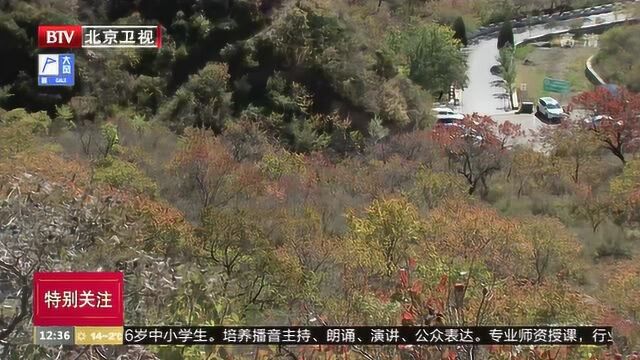 昌平山区彩叶尽染 游客感受旖旎风光