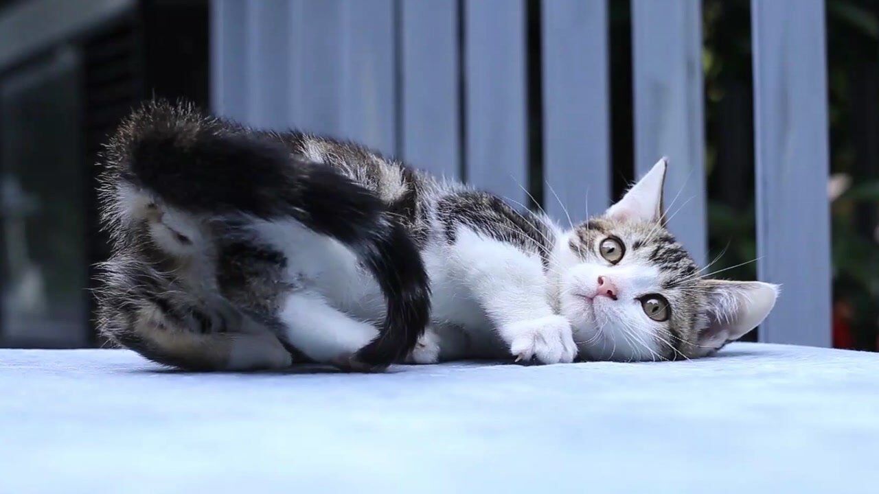 小猫的视频 腾讯网