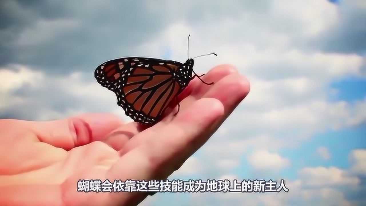 蝴蝶居然会吸血它那五彩斑斓的模样其实都是伪装真是不敢想象