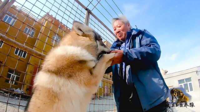 狼的野性会传染?新疆大爷养狼20年,为啥狼从来不敢在跟前胡闹?