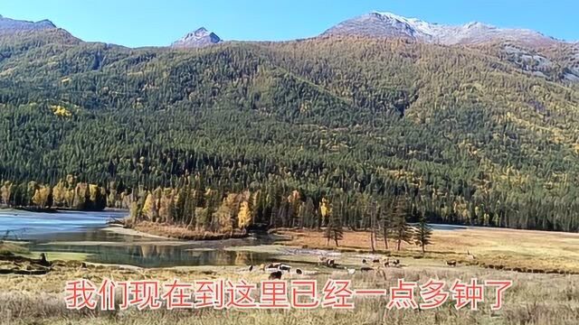 喀纳斯—神仙湾,雪山草地,醉美花海,堪称人间仙境