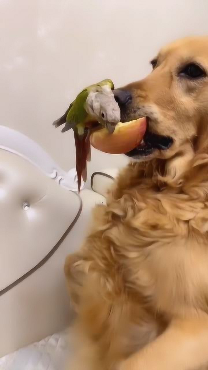 金毛妞妞用嘴巴叼苹果,看它的表情太可爱了,网友:妞妞真棒