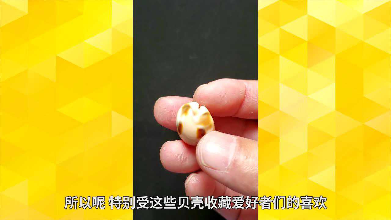 棋盘宝螺,真的是棋盘样的格子