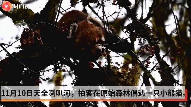 小熊猫采食浆果贴秋膘 表情呆萌惹人爱