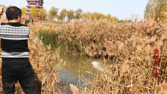 农村小伙野湖深处发现神秘草窝,一网下去过瘾,岸边小伙激动了