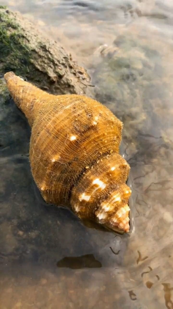 今天发现了一个金黄色的大海螺,太漂亮了!