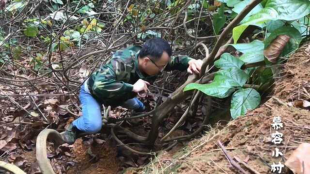 深山寻找野生鸡血藤,听说是一味名贵中药材,都来看看它长的怎么样的