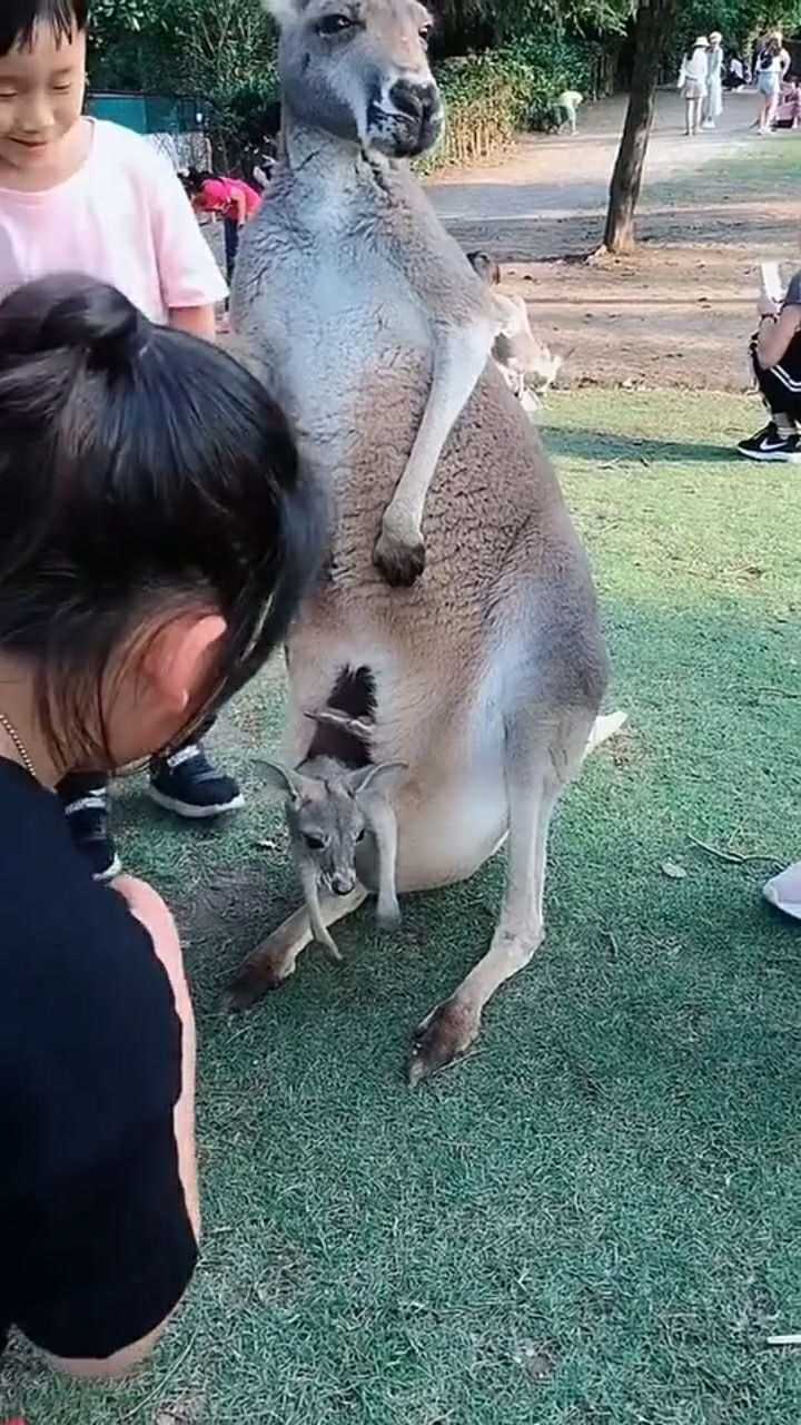 袋鼠妈妈的口袋.