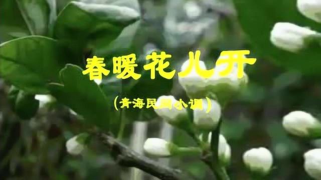 看有声动态简谱,学习青海民间小调《春暖花儿开》旋律