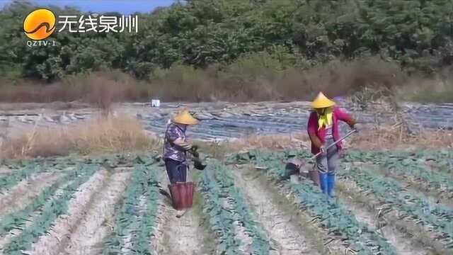 泉州三农 | 泉州市秋收进展顺利 冬种全面铺开