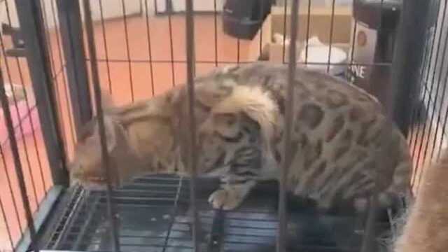 猫咪配种现场,看样子是没相中啊,猫咪:好可怕,他有纹身!