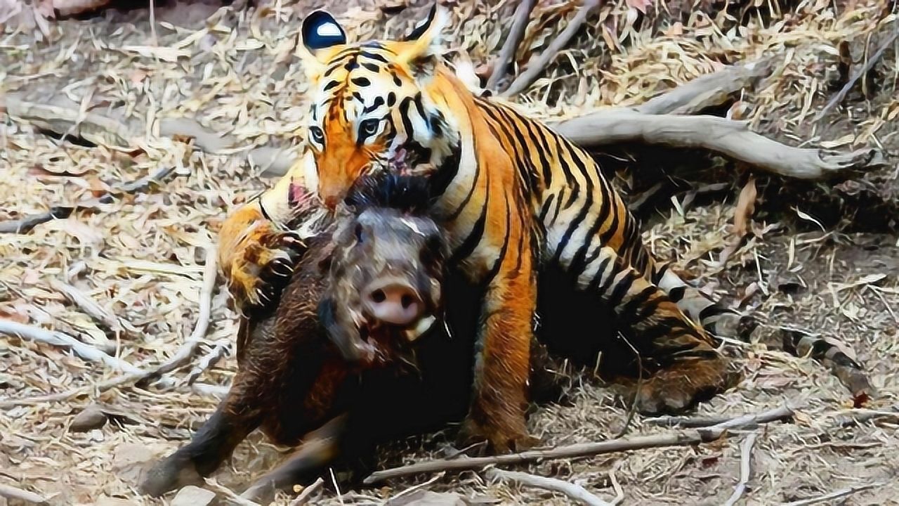 野猪被老虎锁住咽喉,本以为完蛋,不料突然翻身扑咬老虎!有骨气