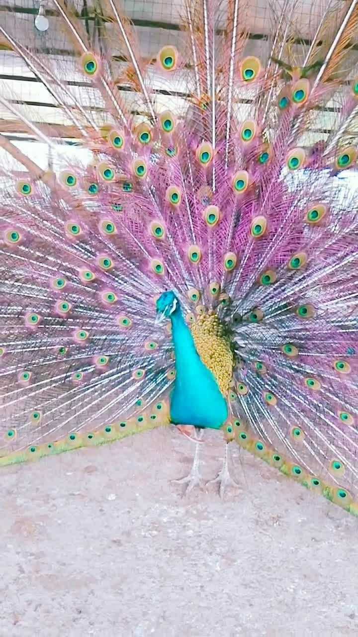 今天看一下,金色孔雀开屏,太漂亮了!