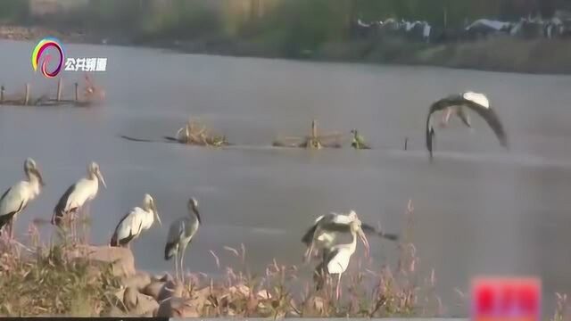 白鹮首次现身元江湿地,猎食鱼虾享受阳光,记者报道