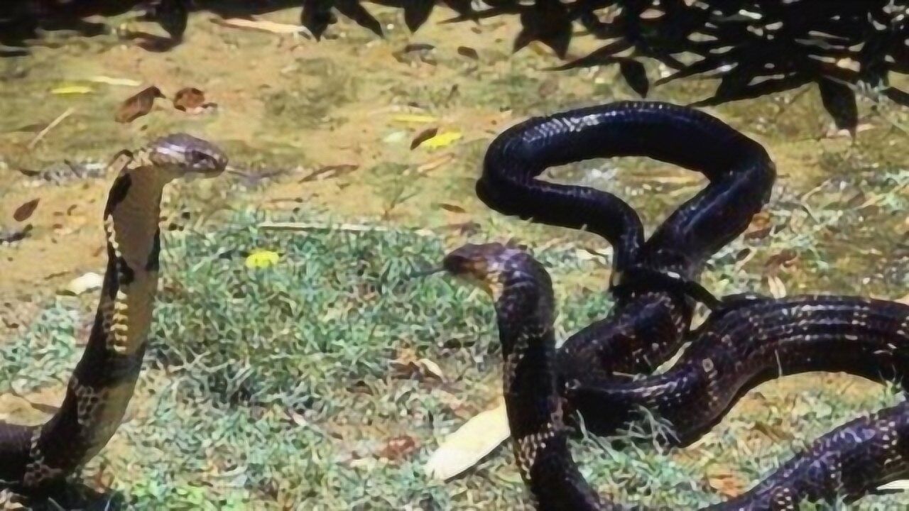 最疯狂的蛇蛇大战眼镜王蛇和森王蛇的终极对决画面太过残忍