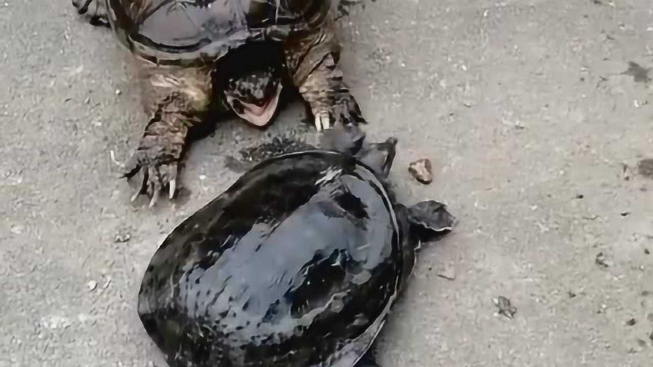 乌龟和鳄龟打架下一秒让你绝对想象不到太残暴了