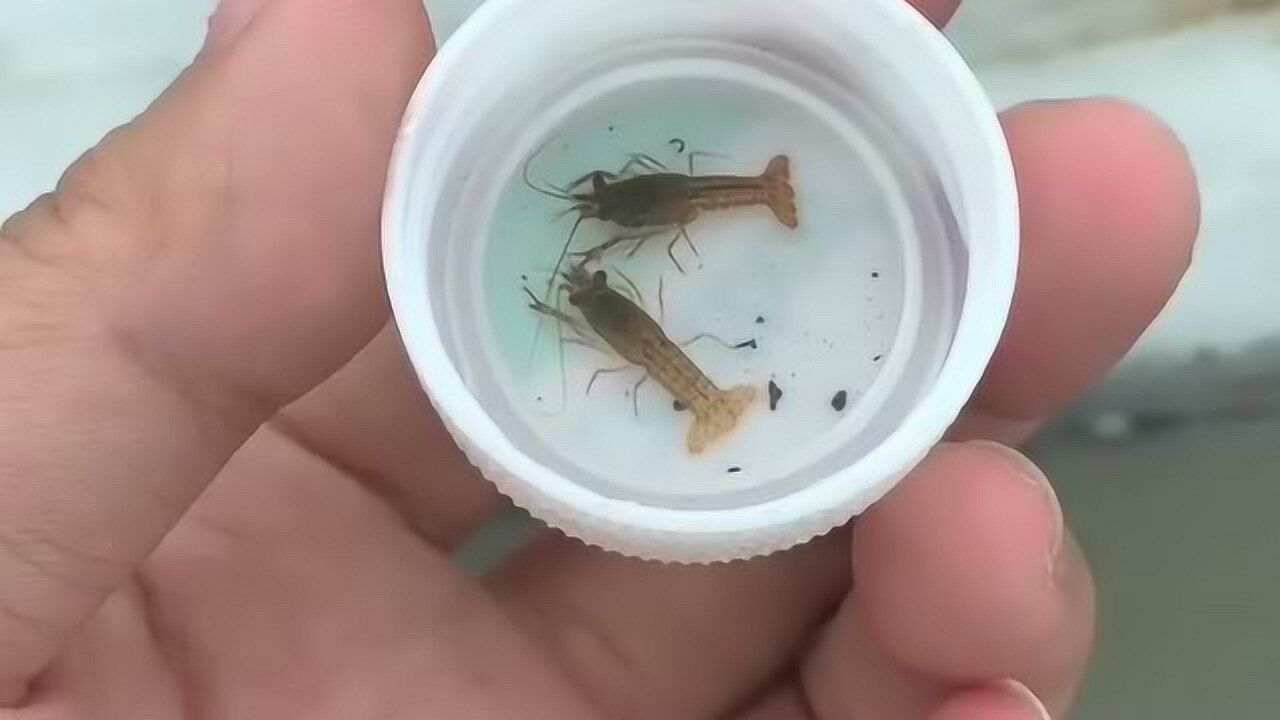 第一次见这么迷你的小龙虾,不知道是清蒸还是红烧,你们觉得呢?