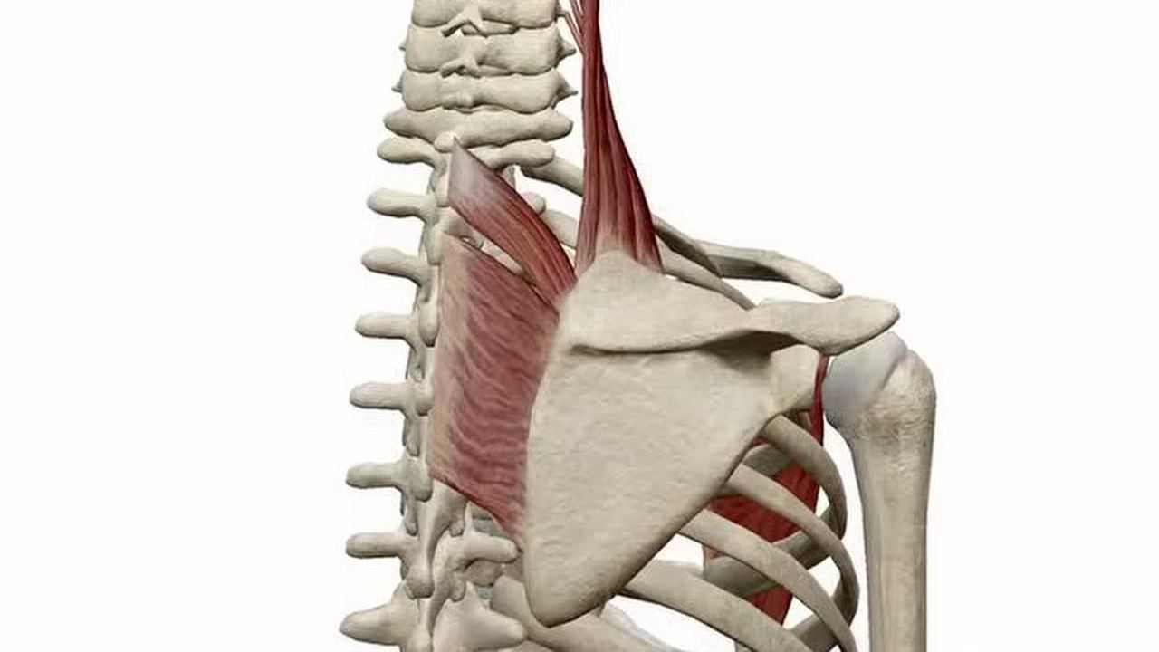 3d解剖讲解肩胛提肌