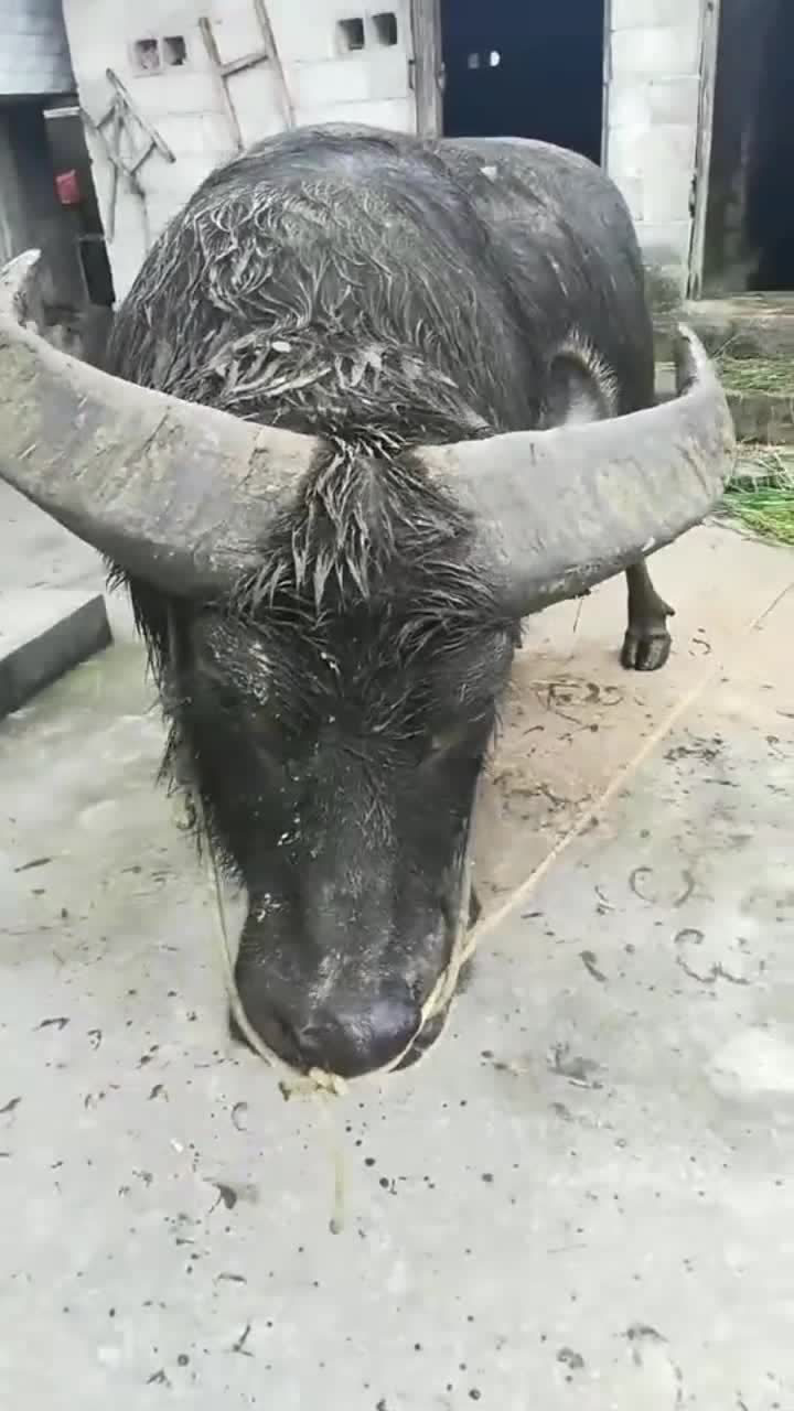 近距离牛王擎天柱的后代这头斗牛继承了王者的血统