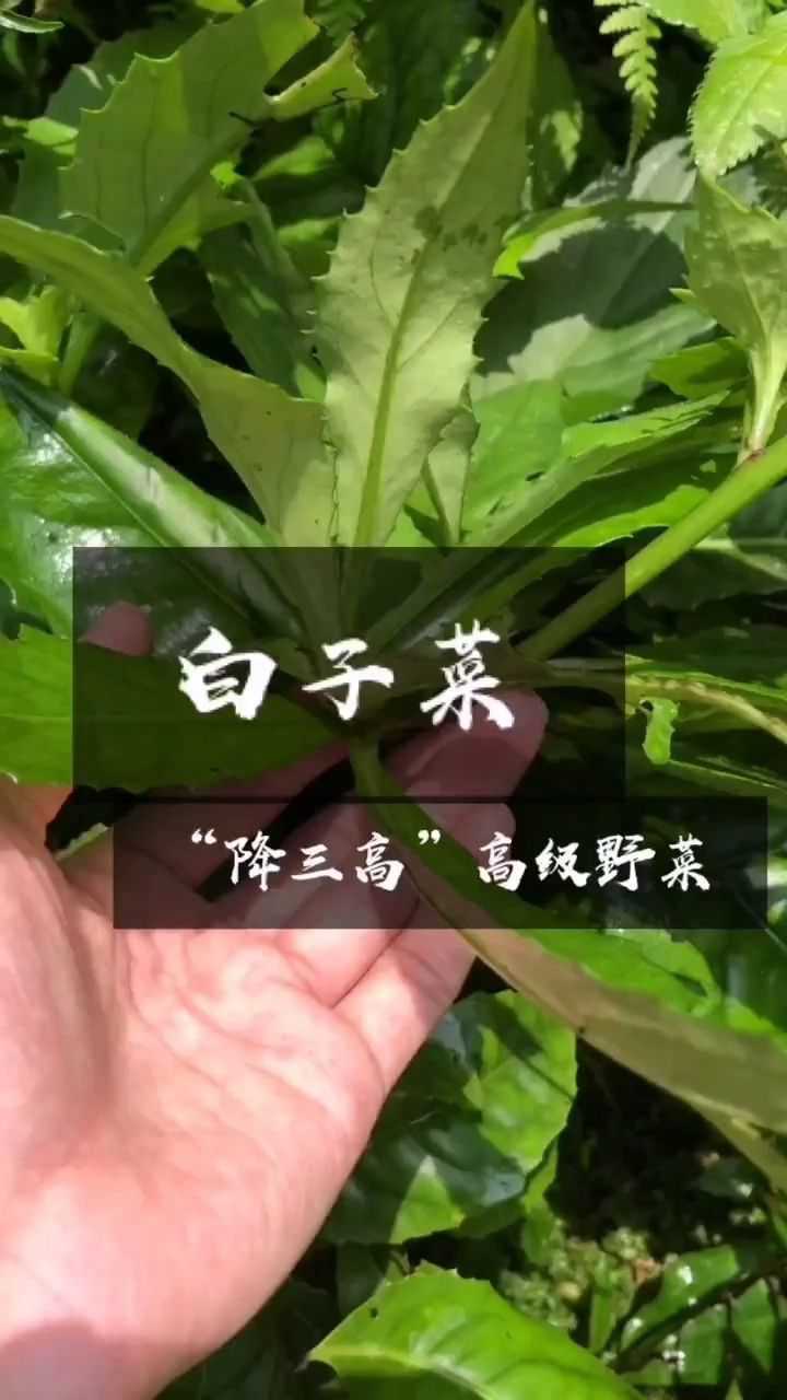 白子菜俗称血三七嫩叶炒菜非常好吃这种野菜你吃过吗