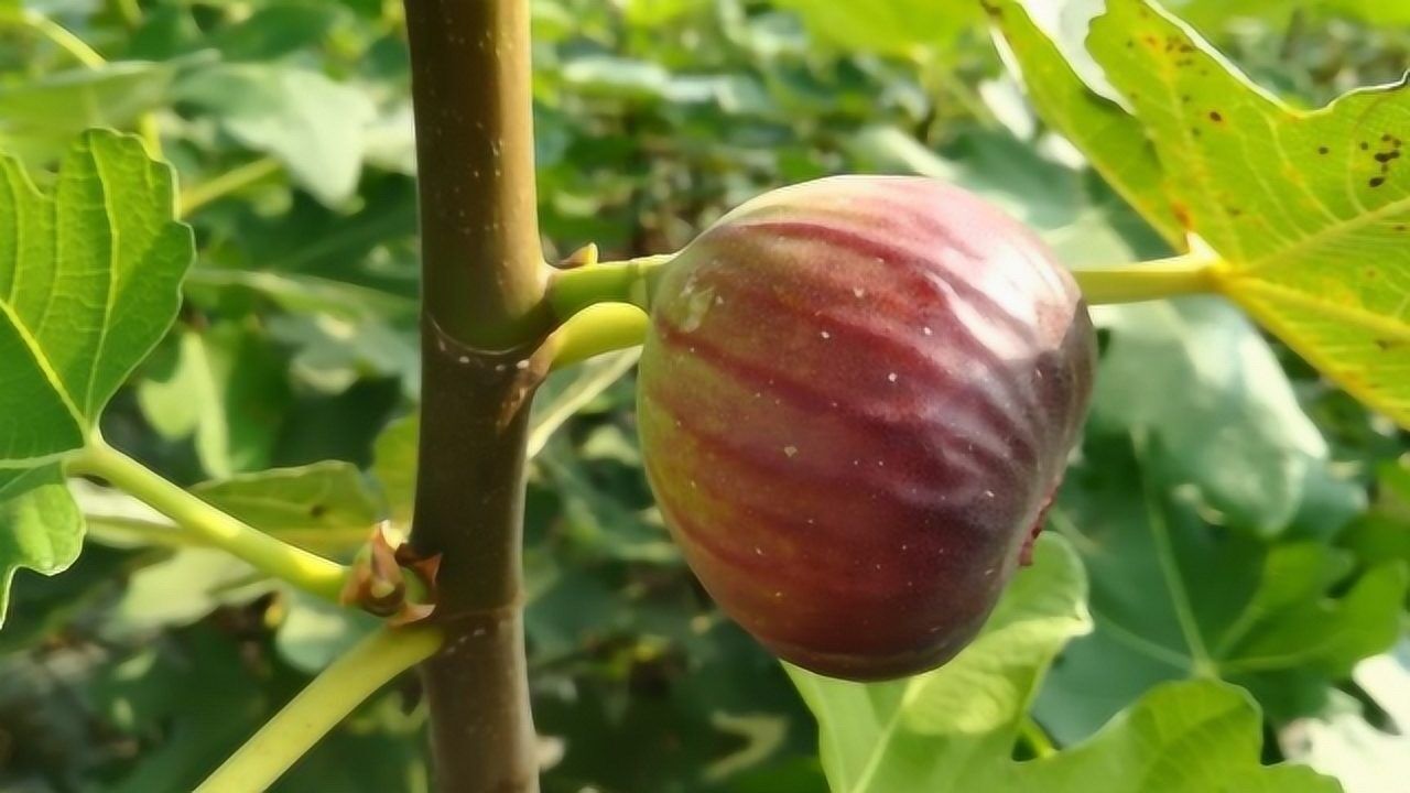 小王給出解答,種植無花果不用擔心了_騰訊視頻