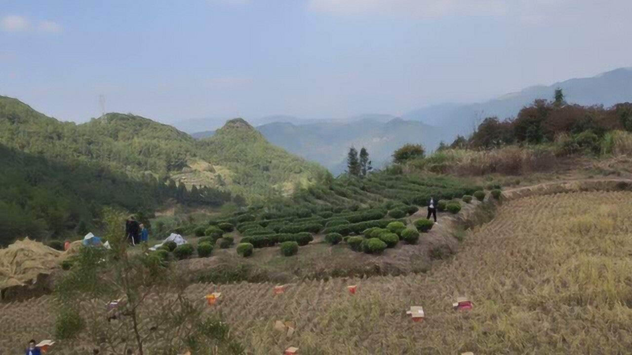 陰宅祖墳風水大師尋龍點穴風水寶地教學視頻