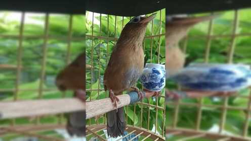 07:53上传者:玉皇印时 间:2021-10-11极品电报母画眉,发情期求偶叫声