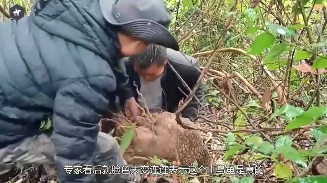 男子野外发现山乌龟,体型庞大,专家直呼比太岁还值钱!