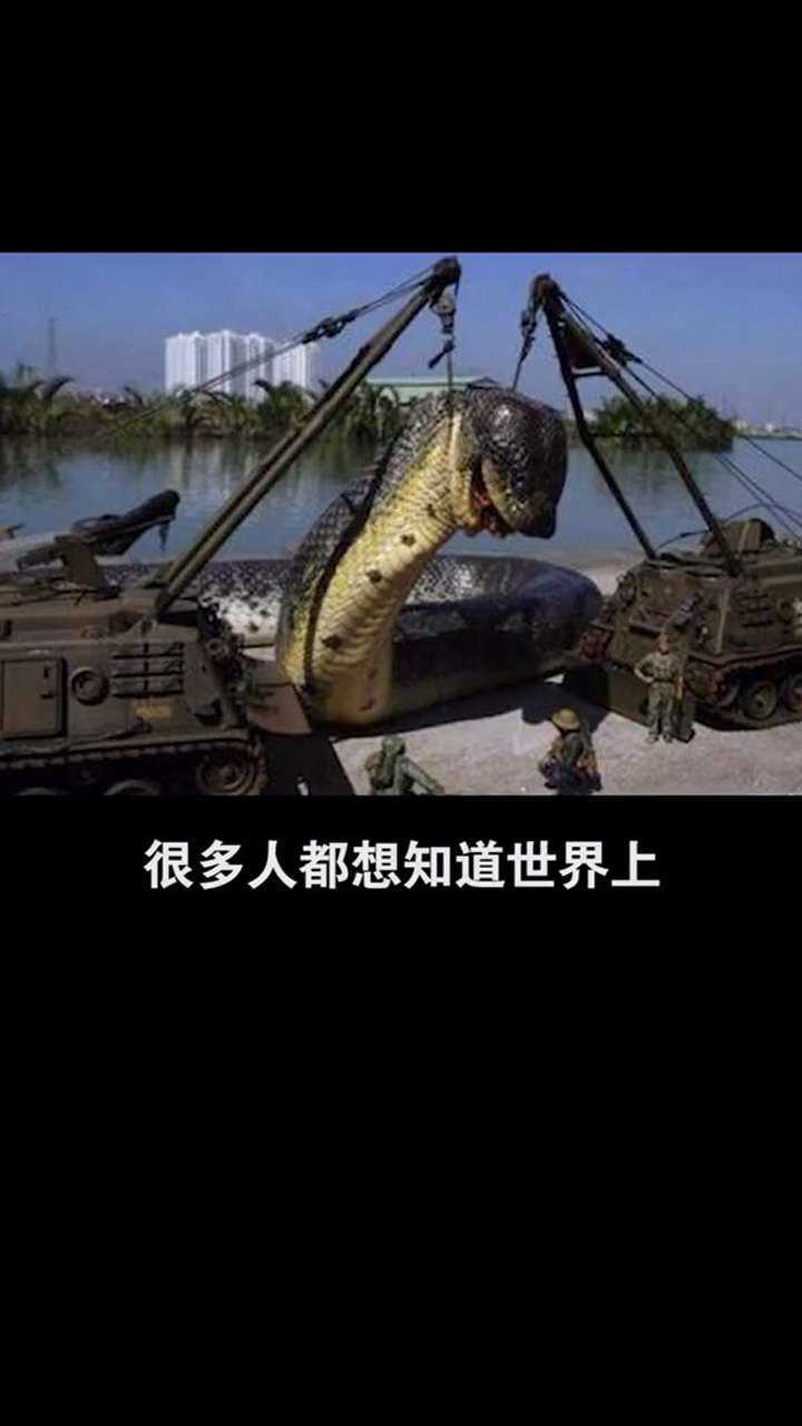 世界上最大的蛇!