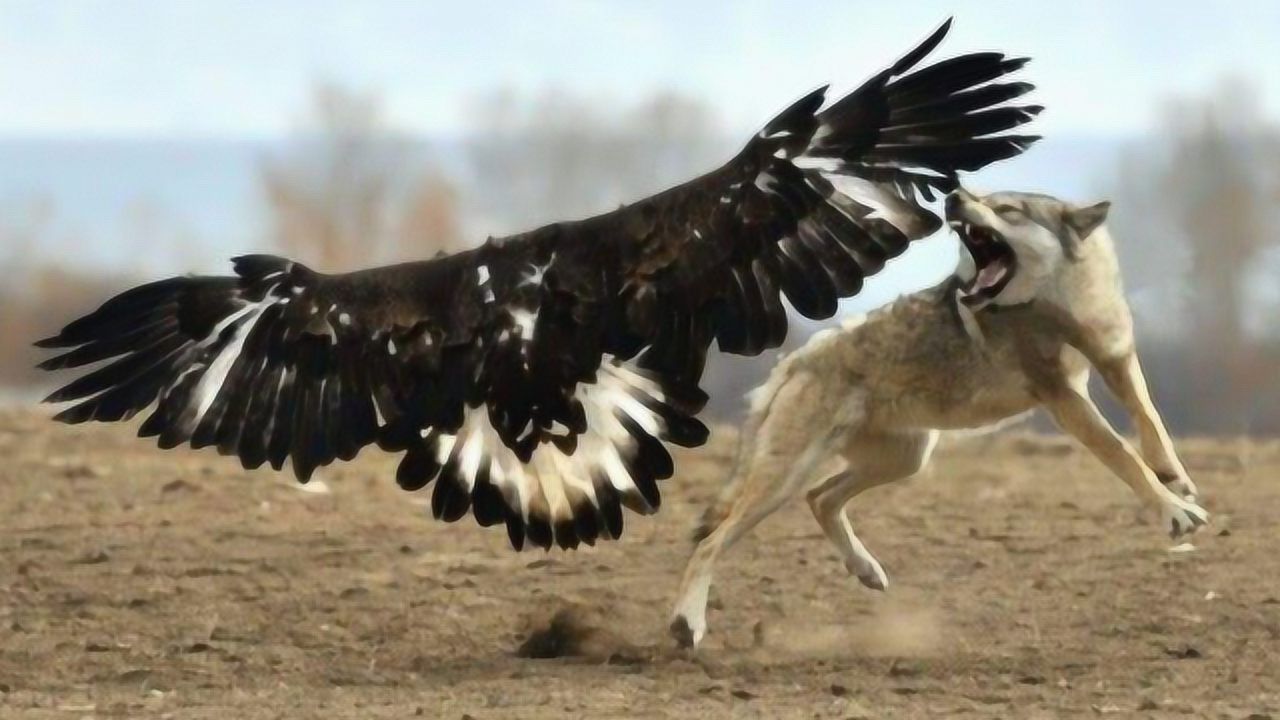 老鹰捕食狼图片