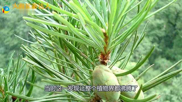 中国这几个省份,发现珍稀远古植物,全球植物界都轰动了!