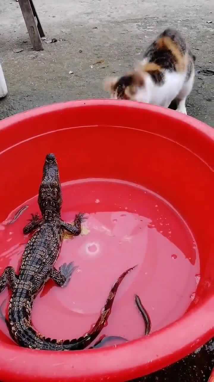 这只猫咪火了,鳄鱼嘴里抢吃的小可爱,被咬一口看着真是太疼了!