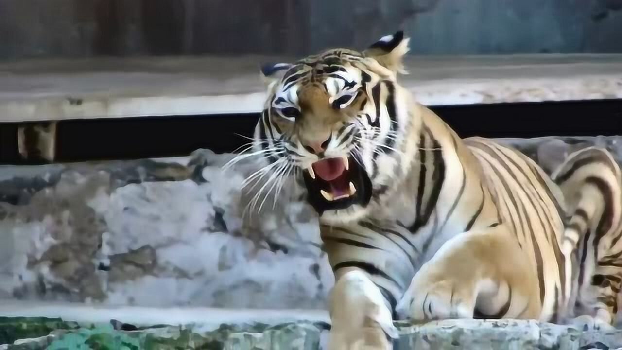 为什么说虎啸山林百兽散?听老虎的叫声