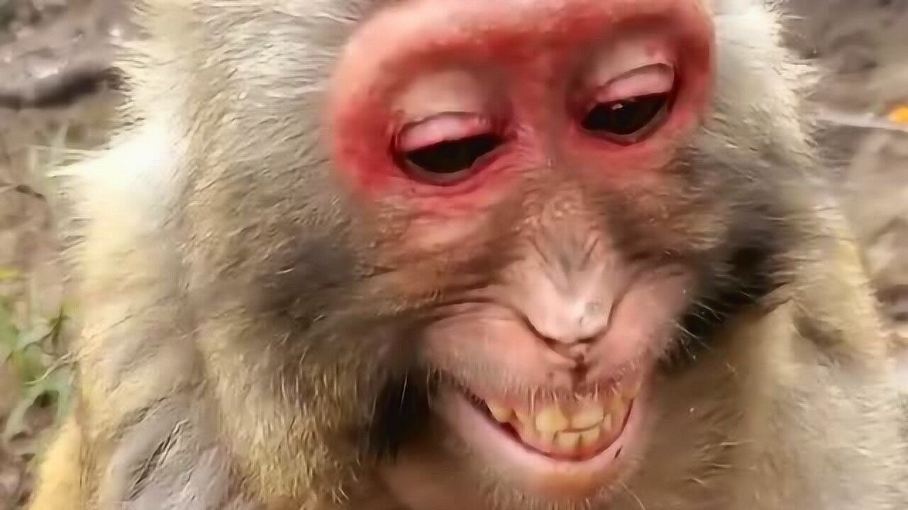 猴子都开心的笑了你还有什么伤心难过的呢这笑容也太治愈了吧
