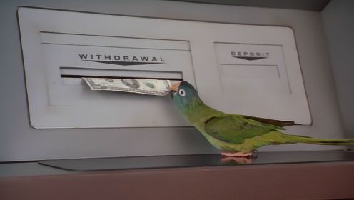 小鹦鹉被主人抛弃，为了回家它学会在银行取钱，一部动物冒险电影