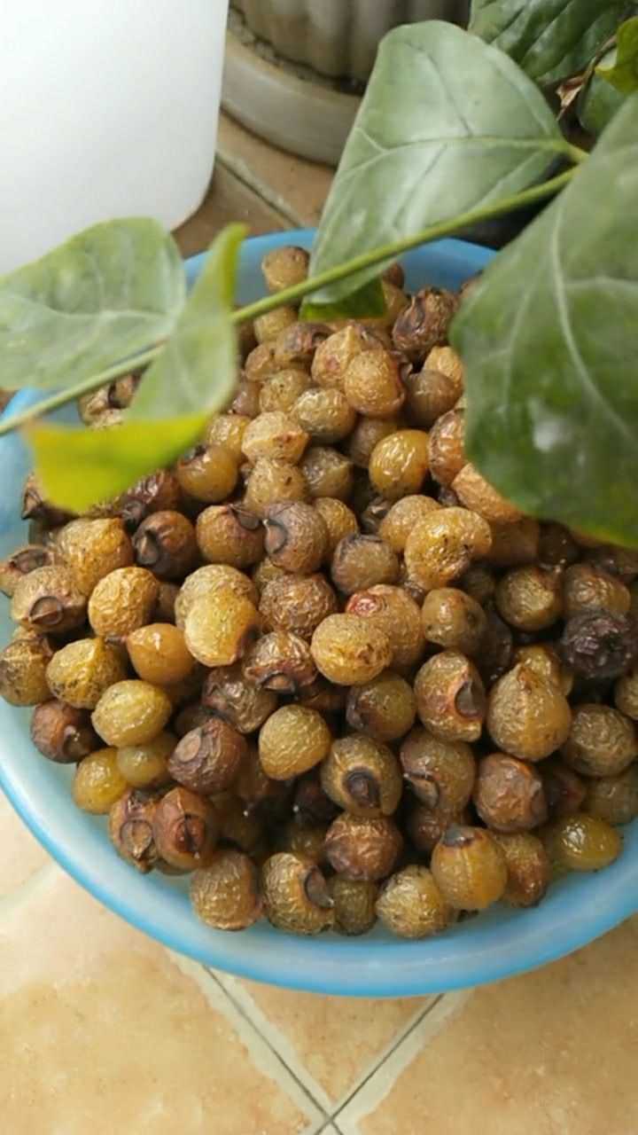 用皂角洗衣服吧