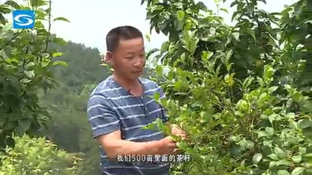 果农宋法亮:积极探索林下经济种植新模式!