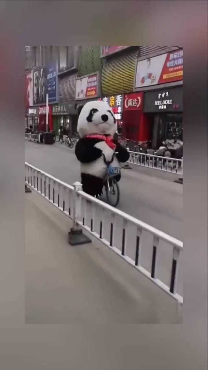 熊猫骑自行车