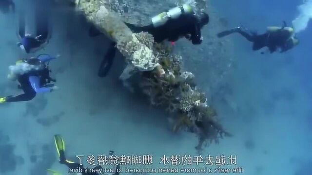 影视:海洋学家海底考察,遇到五头鲨,人没了